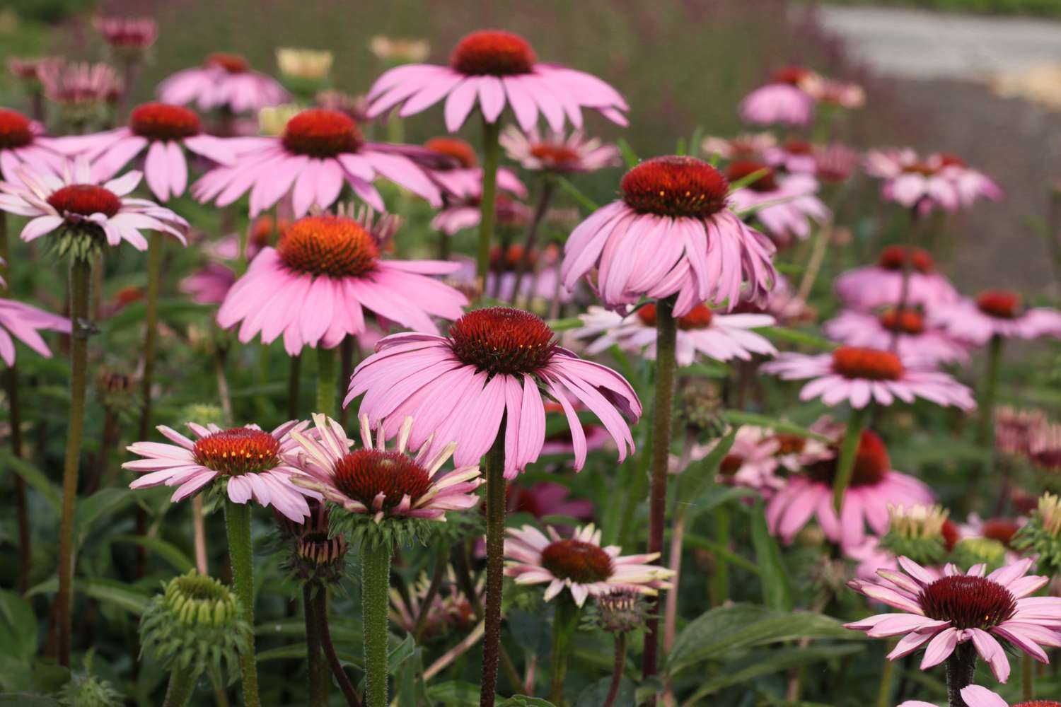 Purpursolhat 'Magnus' (Echinacea purpurea)